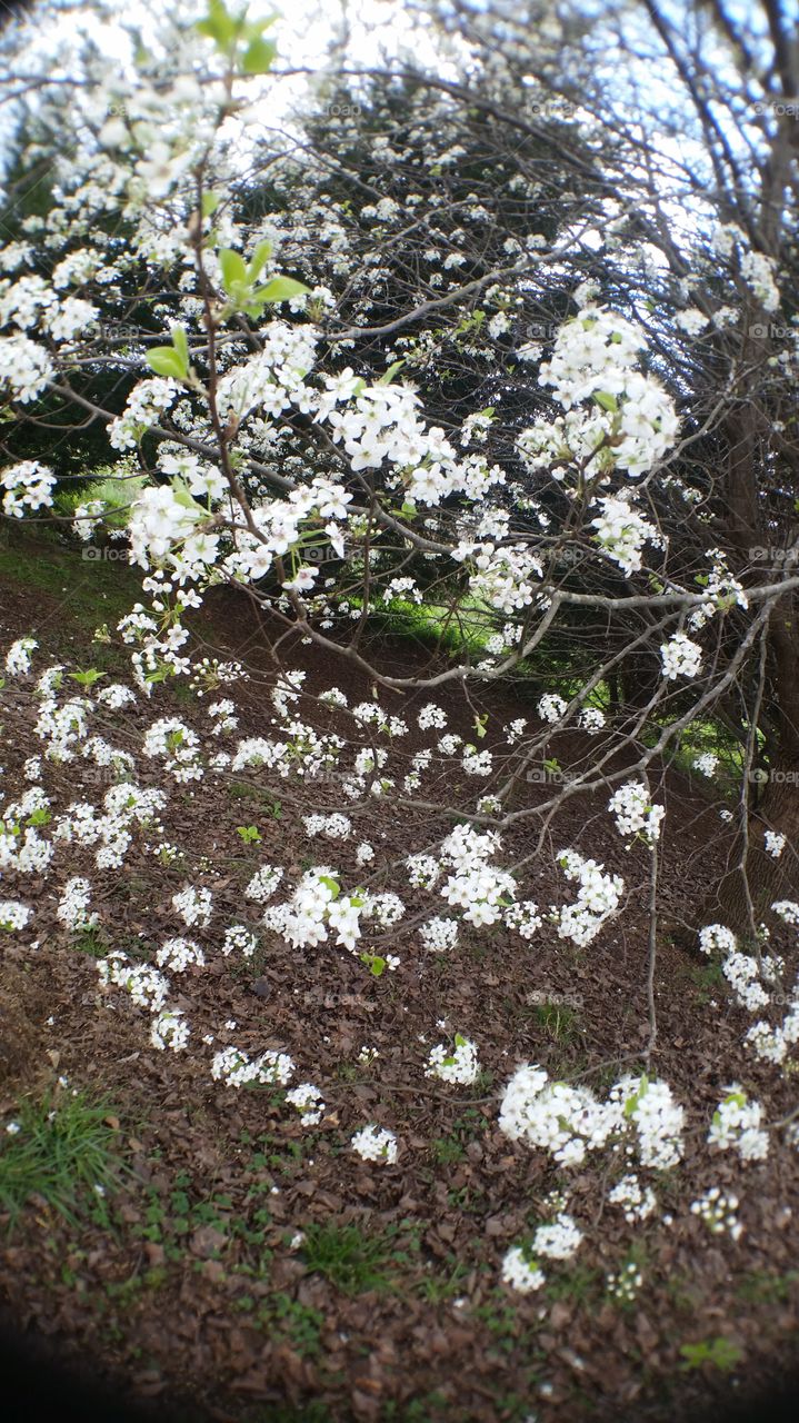 Bradford pear tree in spring