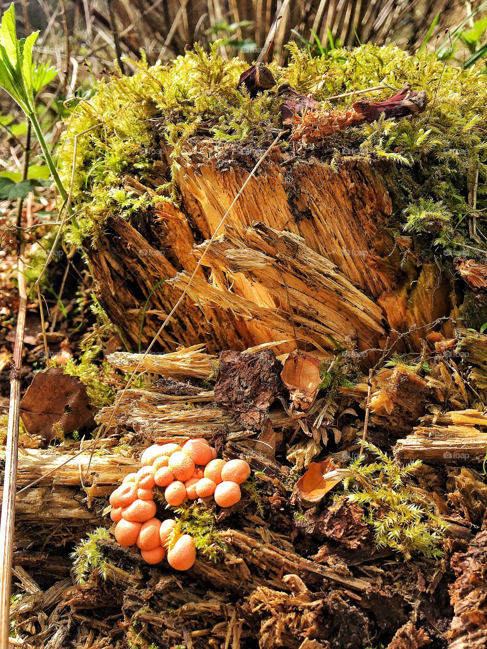 Woodland fungus 