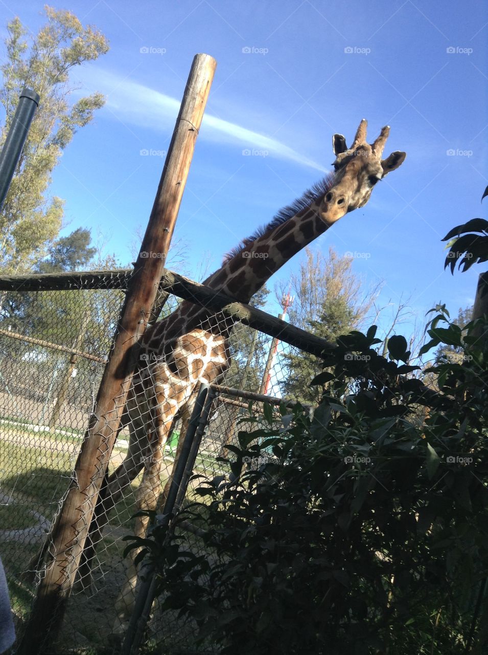 Giraffe. At a zoo in mexico