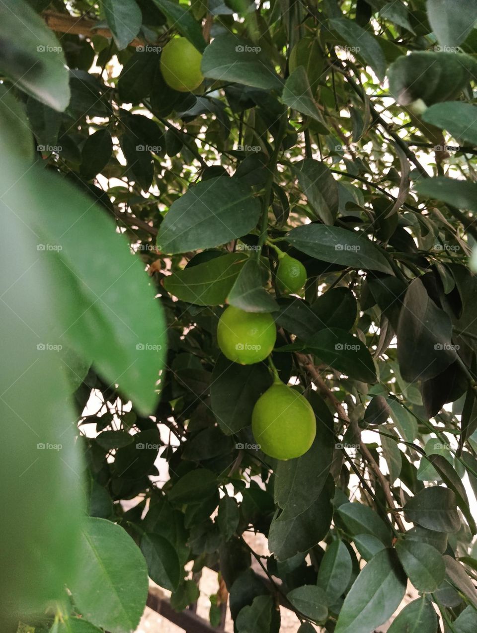 lemon tree