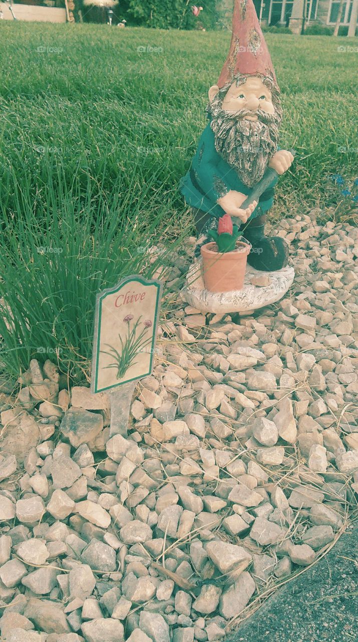 Chive Gnome. Found this guy on an evening walk