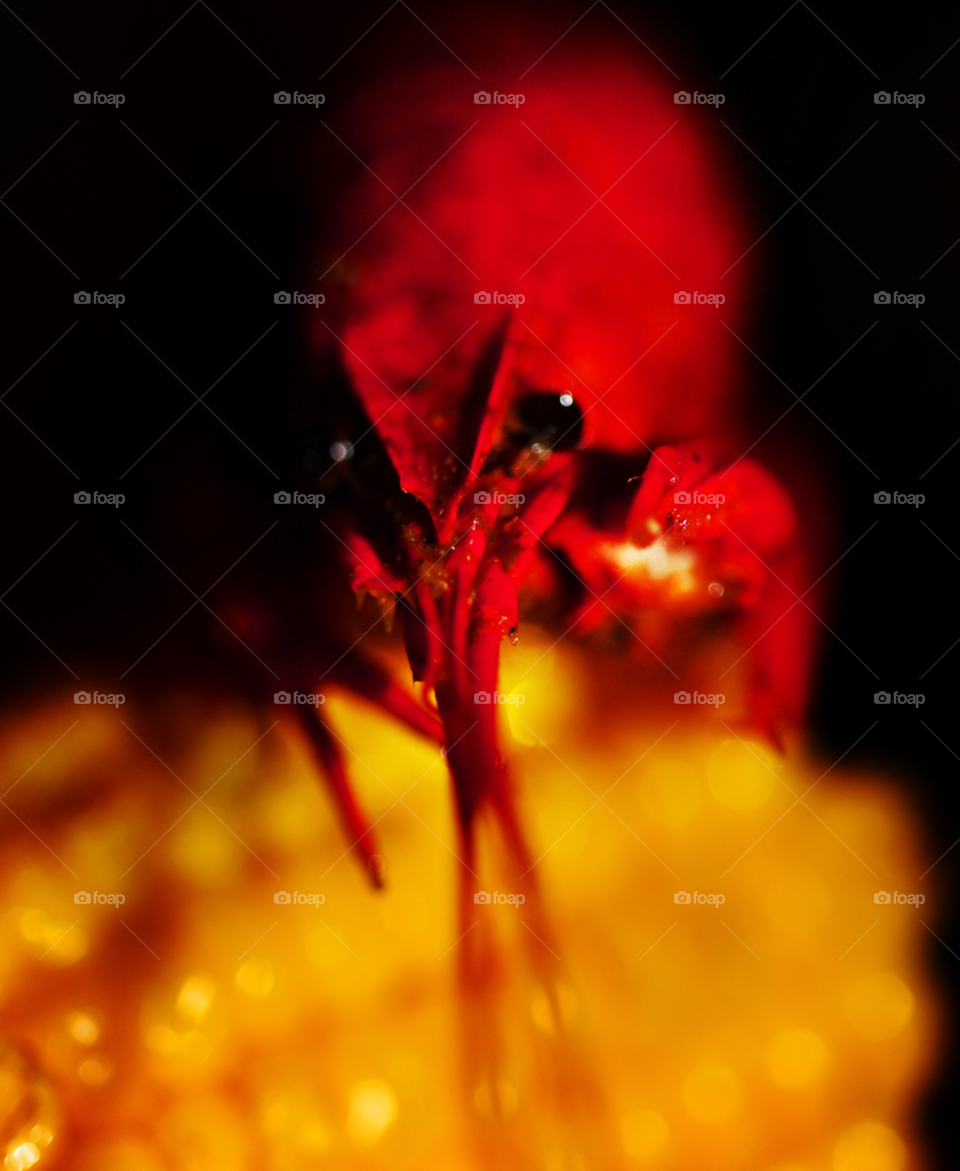 corn crayfish crawfish cajun by lightanddrawing