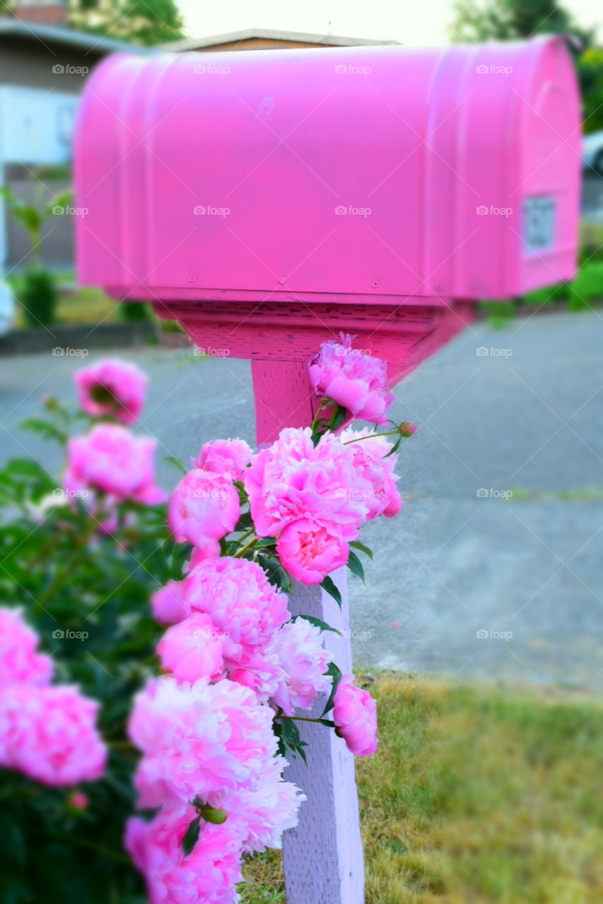 Pink roses, pink mailbox