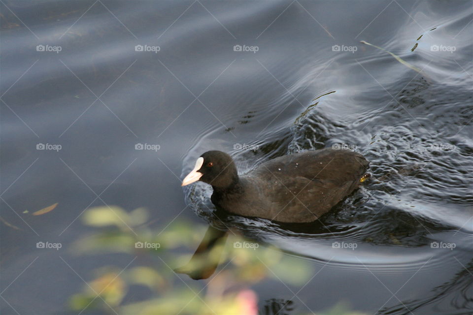 Bird on the Water
