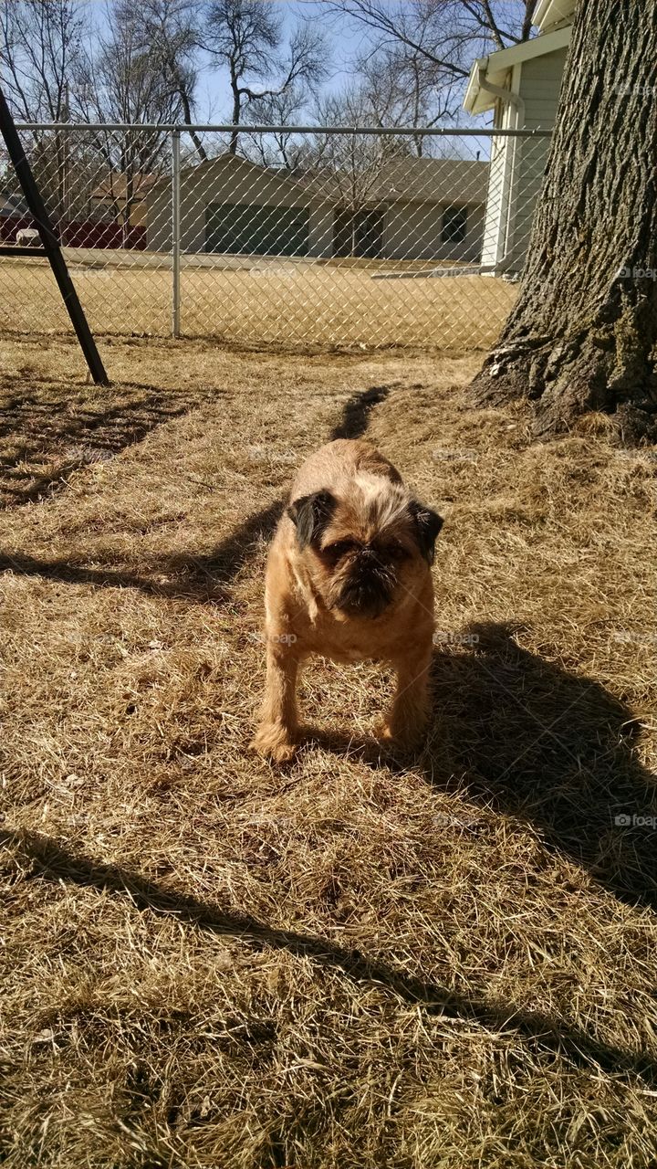 Posing Griffon. A griffon posing for the camera after his haircut.