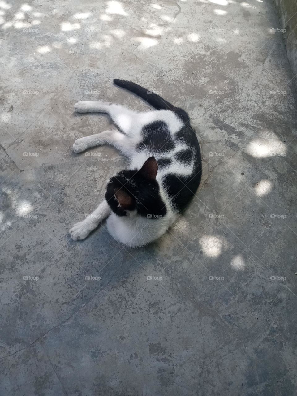 A cat that has become a mother