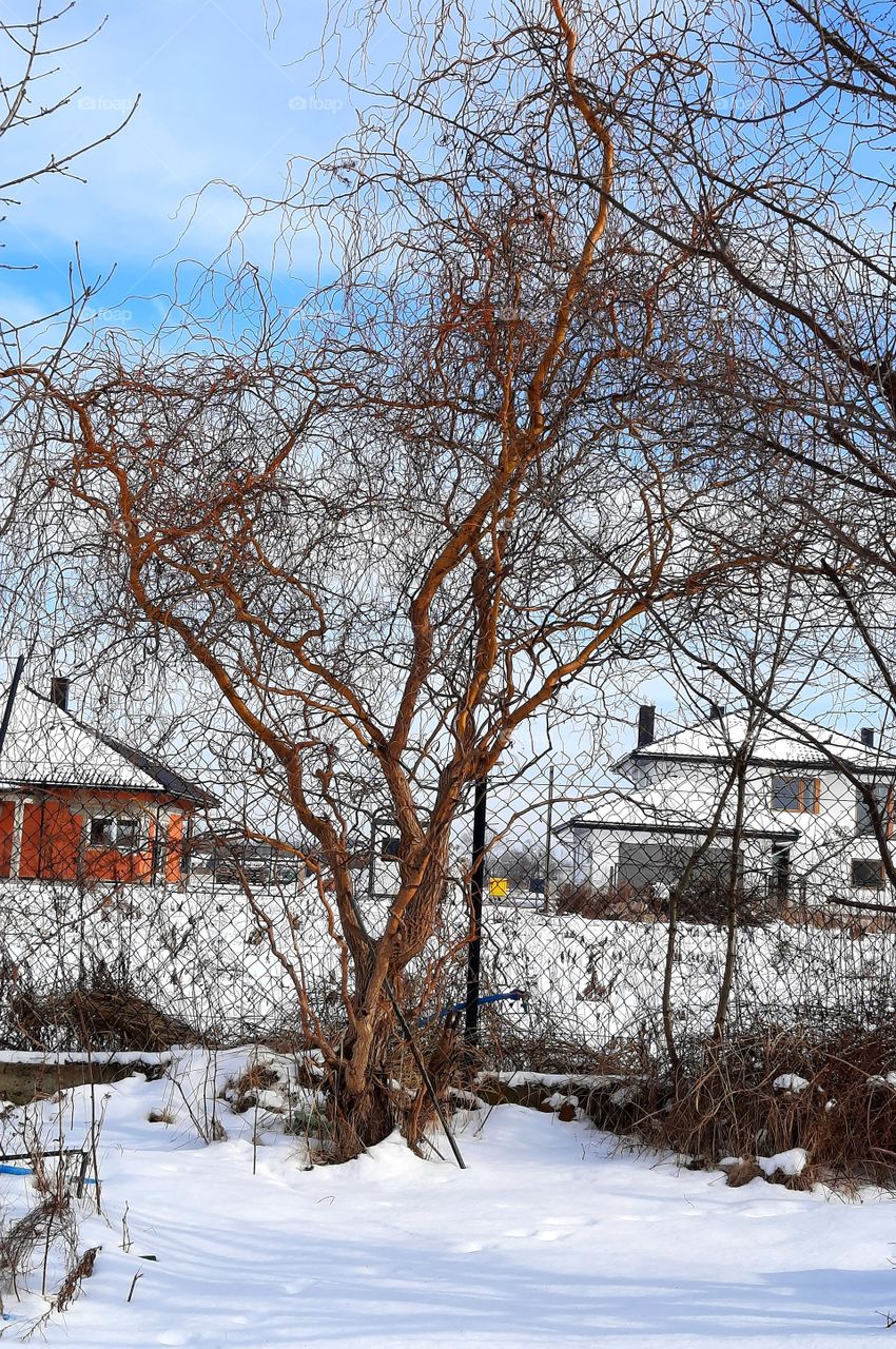 colour in winter garden - golden babylonian willow