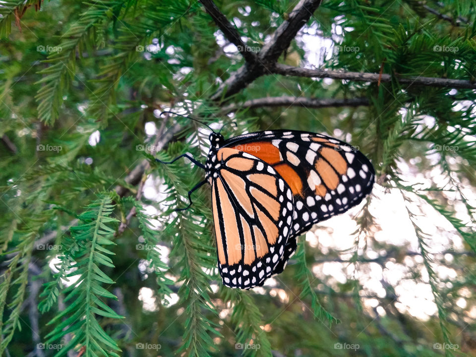 Monarch butterfly in a Cypress tree