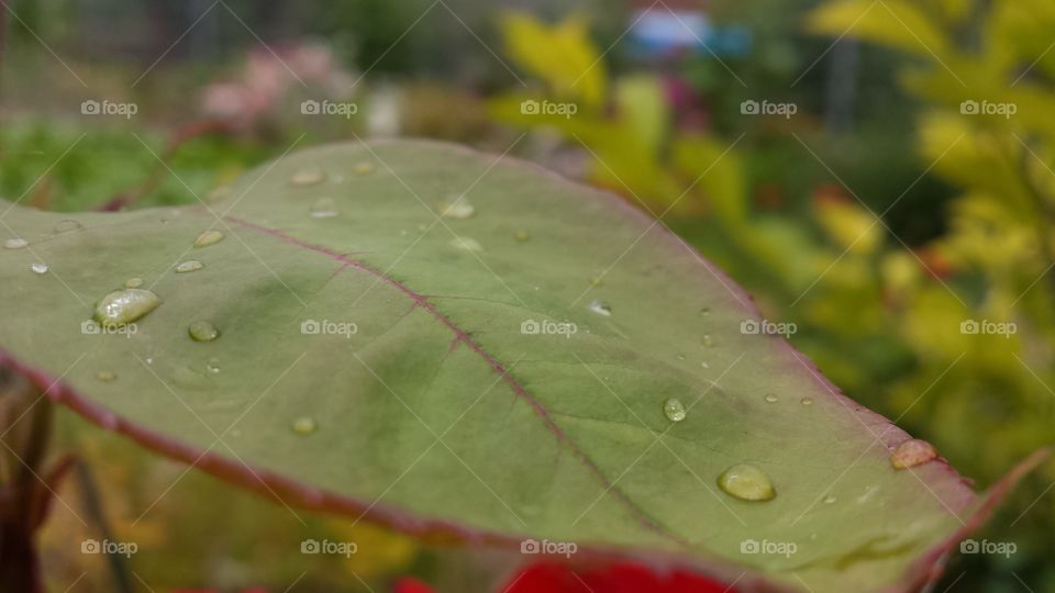 Rain drops on a leaf