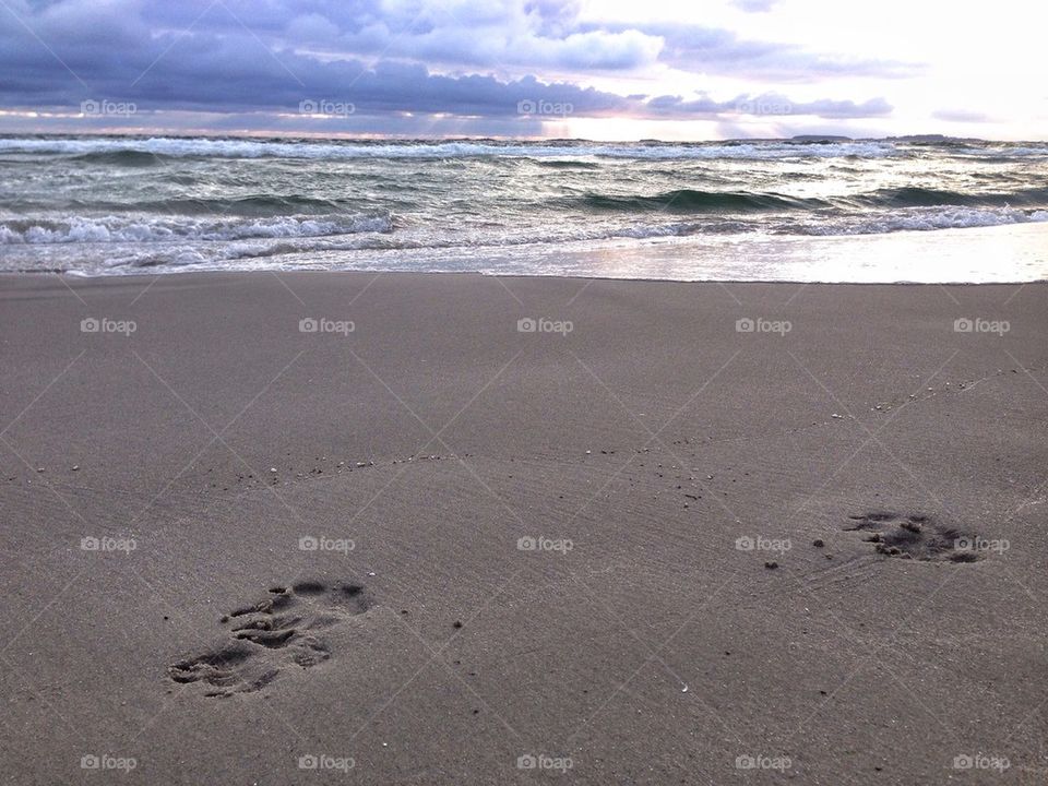Dog steps on the beach