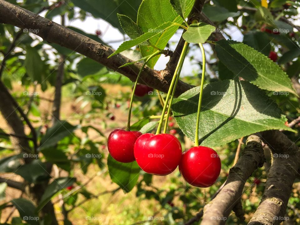 Close up of three cherries in the tree