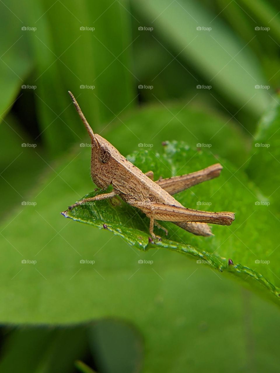 grasshopper