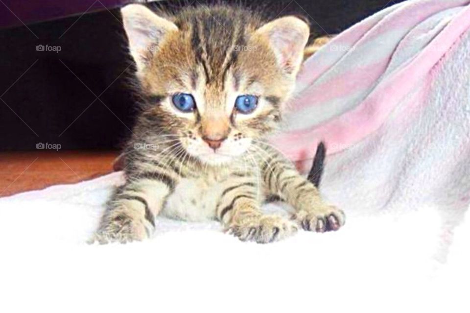 blue baby cat pet by arman