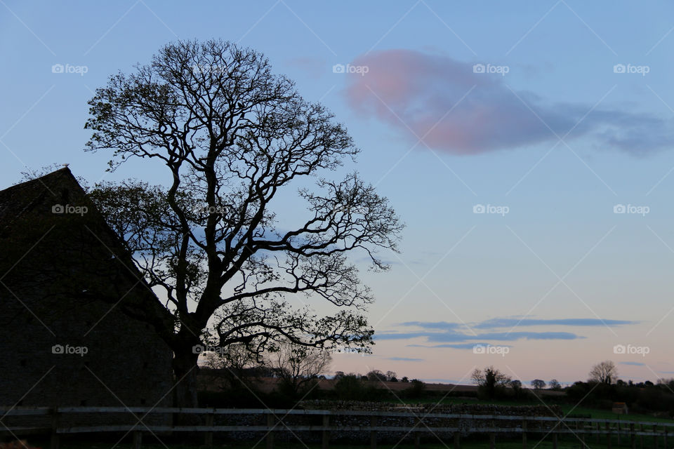 Tree Silhouette at Twilight