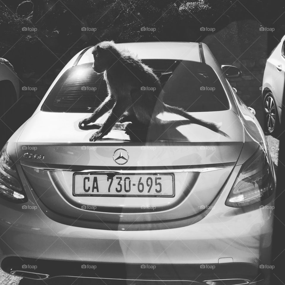 Baboon on a car
