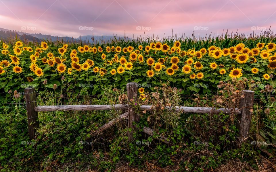 Sunflowers at Sunset