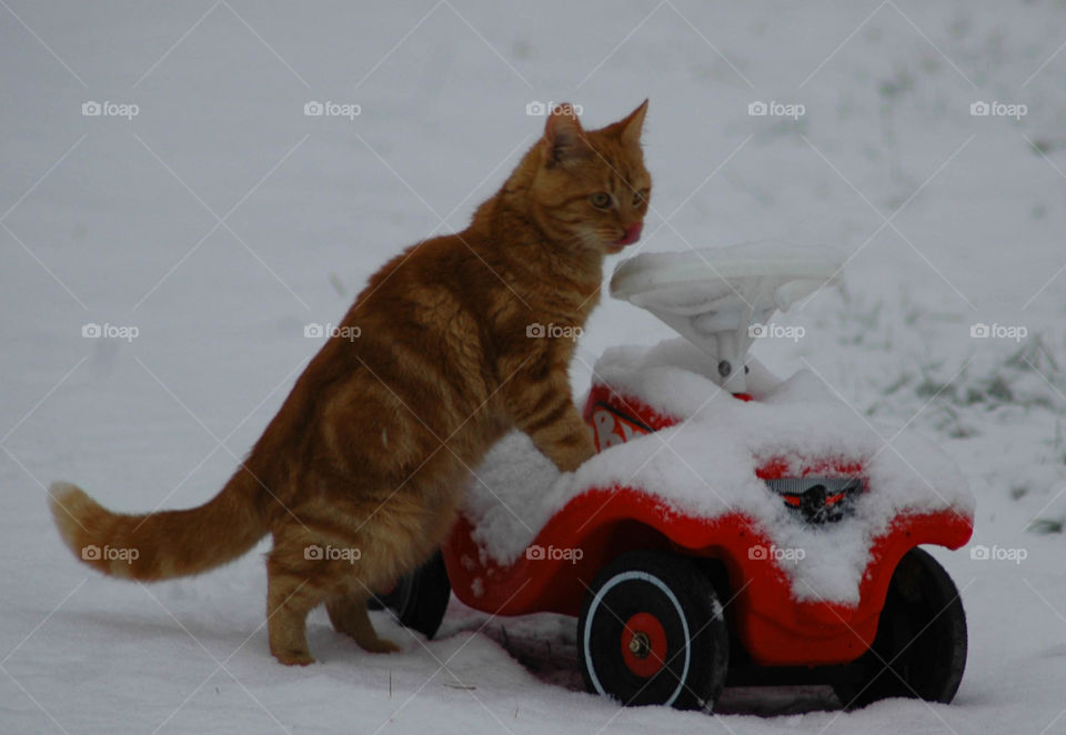 cat snow