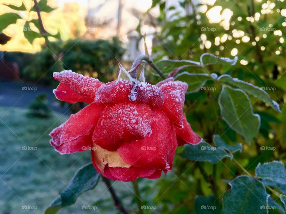 Red color story. Frozen rose