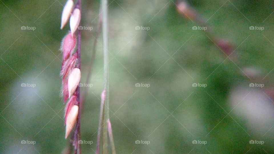the most beautiful grass flowers are not blooming stage in my garden macro image