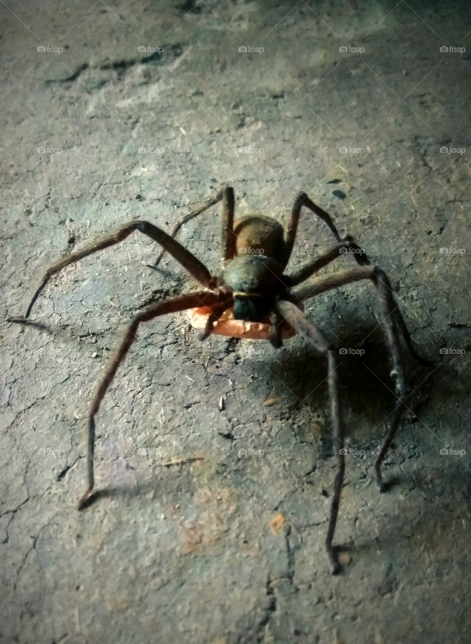 This is a beautiful  spider