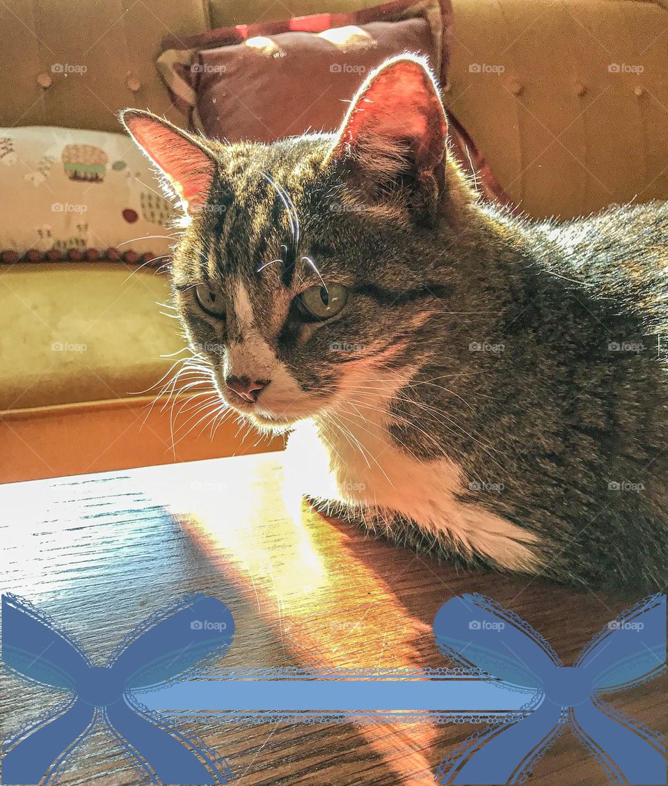 A household cat named Bella.