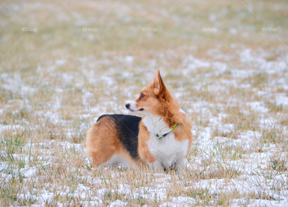 Welsh corgi pembroke