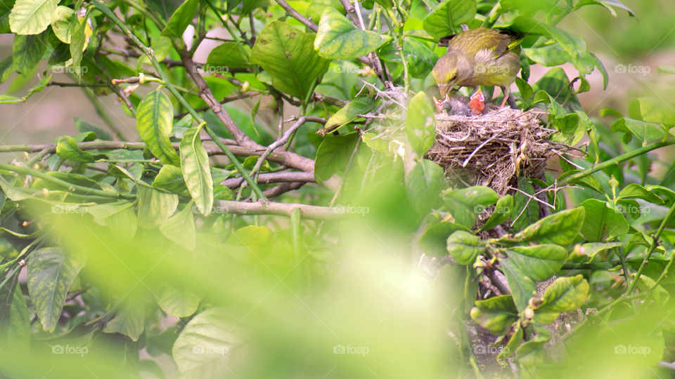 Passerine bird feeding their baby birds in the nest