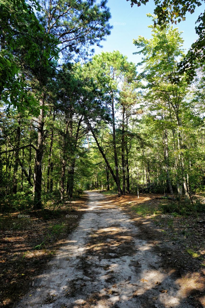 Walk Through the Woods 