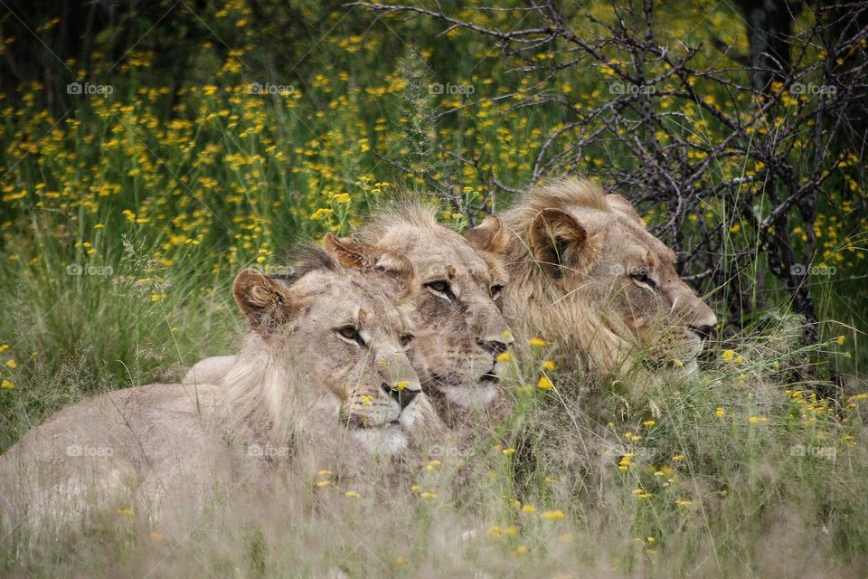 the future kings . three young male lions scanning the the grassland for prey. Dinokeng nature reserve South Africa.