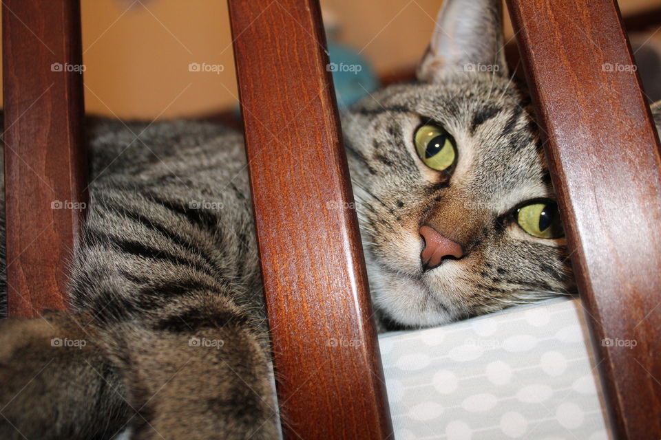 You know a kitty is jealous when she hops in the baby's crib