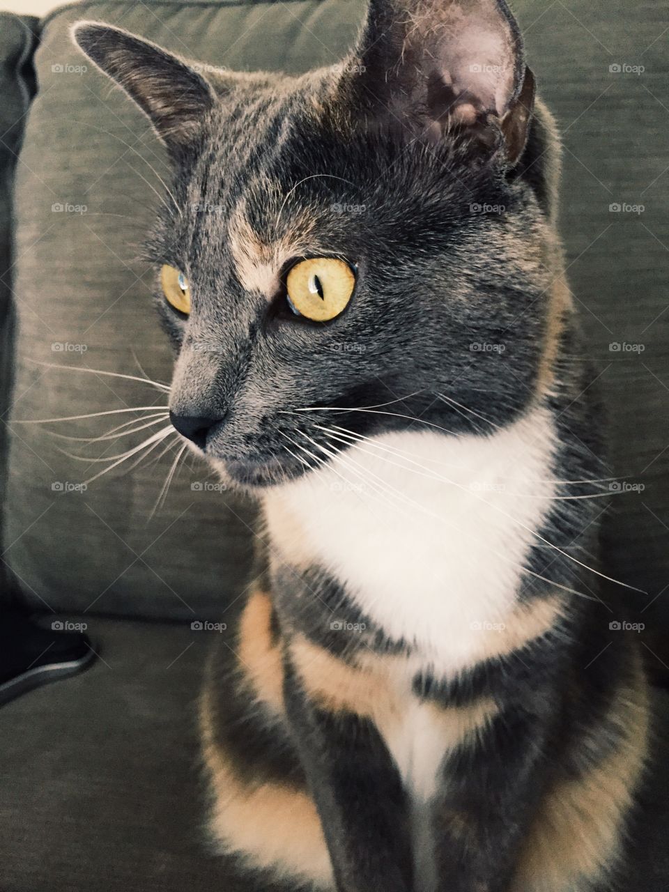 Cat life. This indoor kitty and her exciting life looking out the window