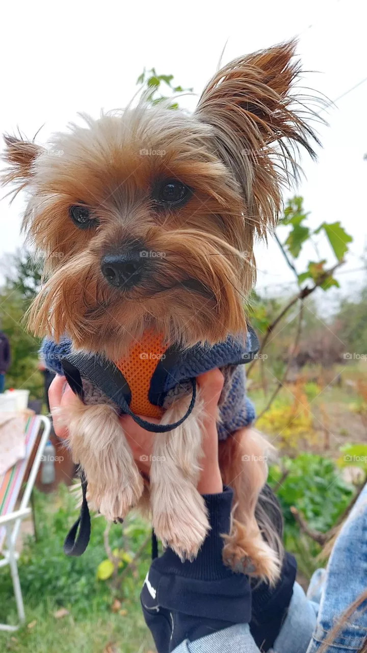 sweetie little dog