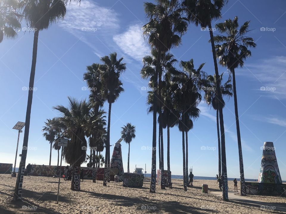 Palm Trees Venice Beach 