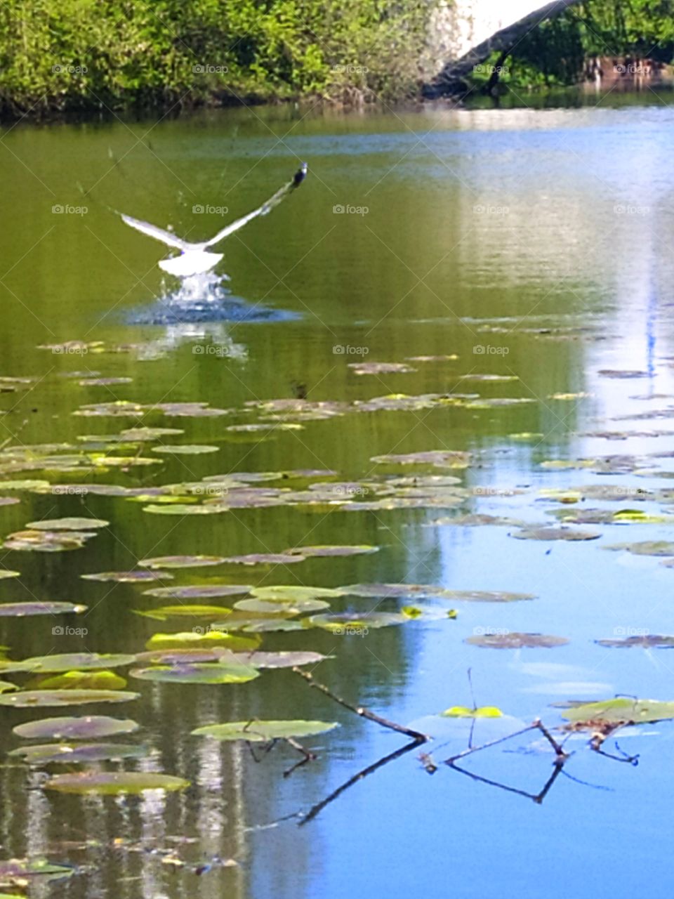 River.  Seagull caught a fish in flight