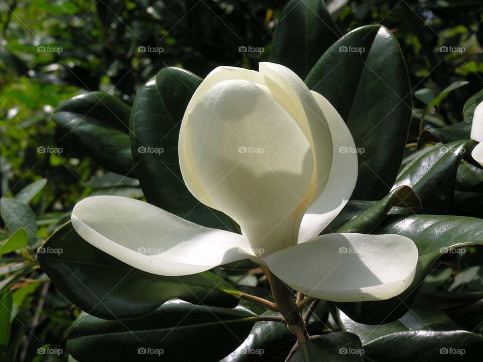 Magnolia flower
