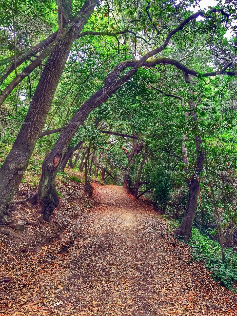 A beautiful autumn hiking trail in Northern California. 