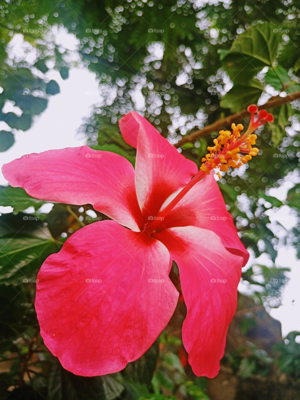 Las flores sin importar su forma y tamaño son un reflejo de la belleza singular que vemos en la naturaleza.