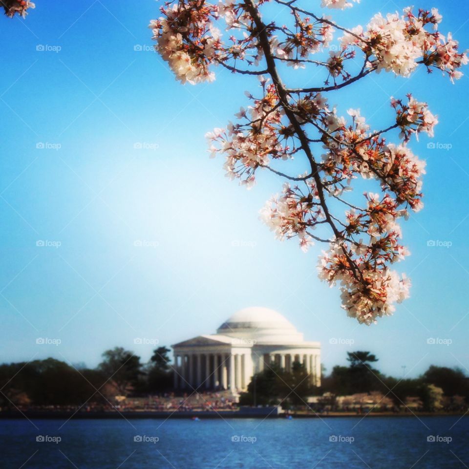 Cherry blossoms Washington, D.C. 