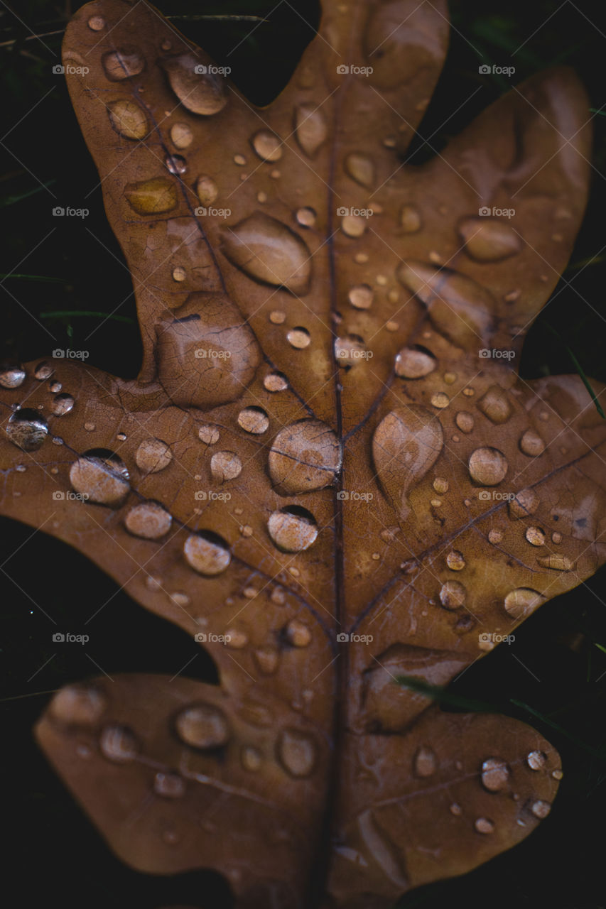Oak Leaf