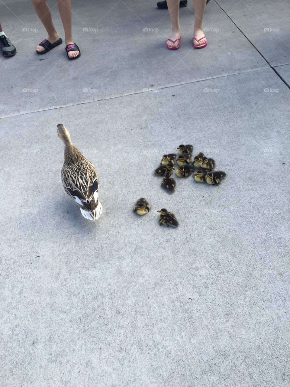 Duck with ducklings. Duck with ducklings