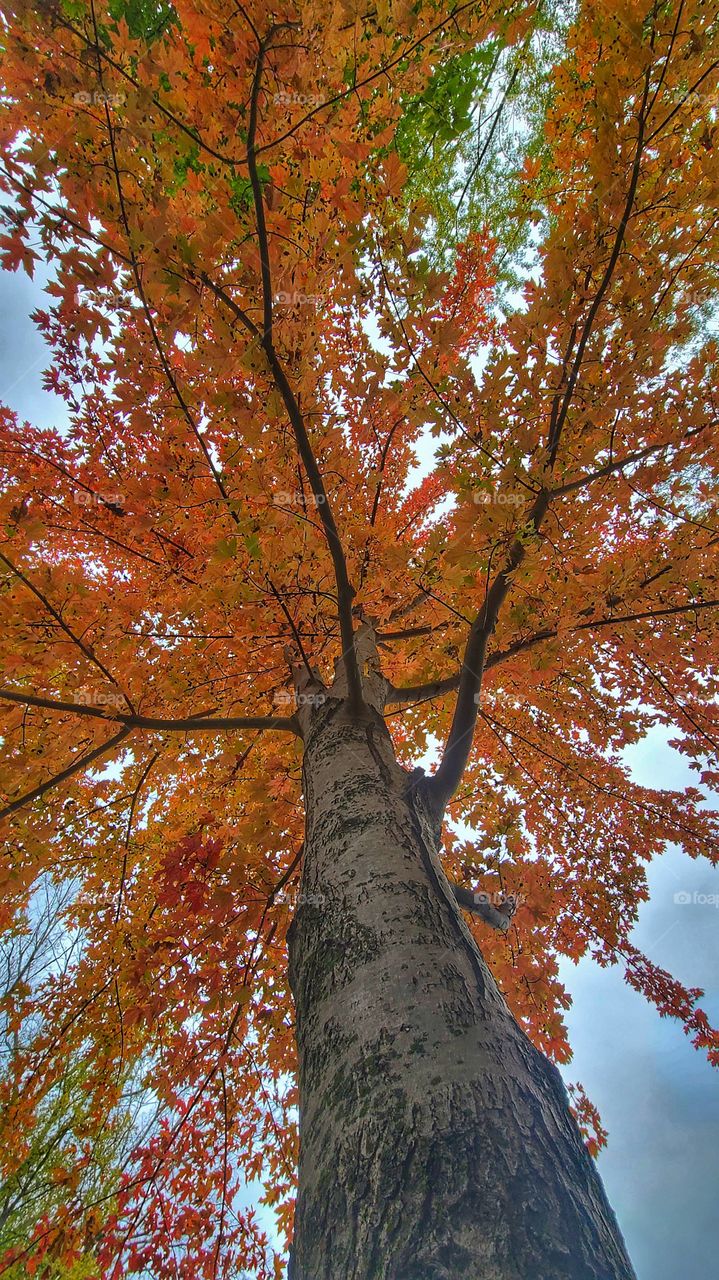 fall foliage tree and sky