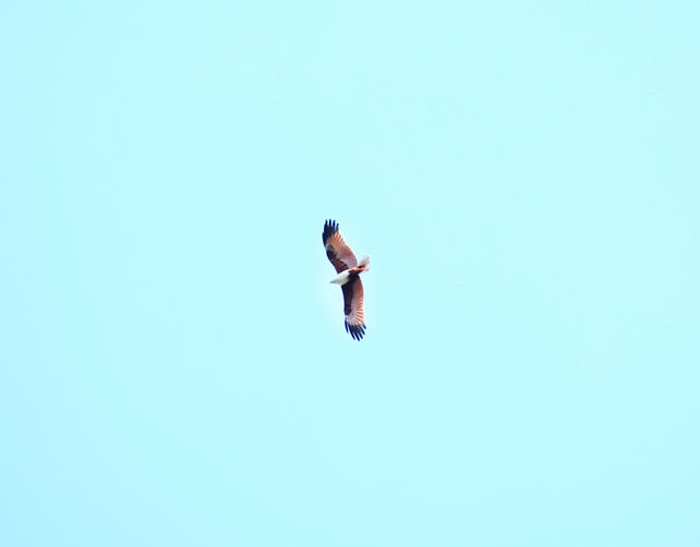 Eagle