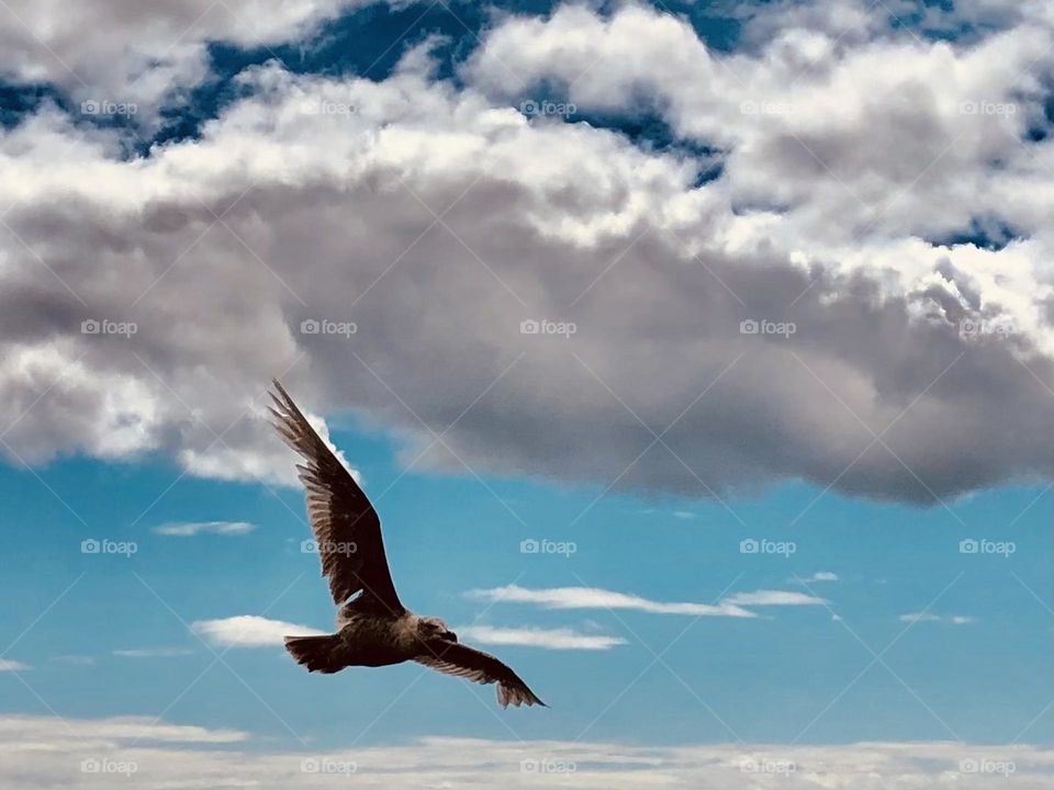 Soaring Seagull 
