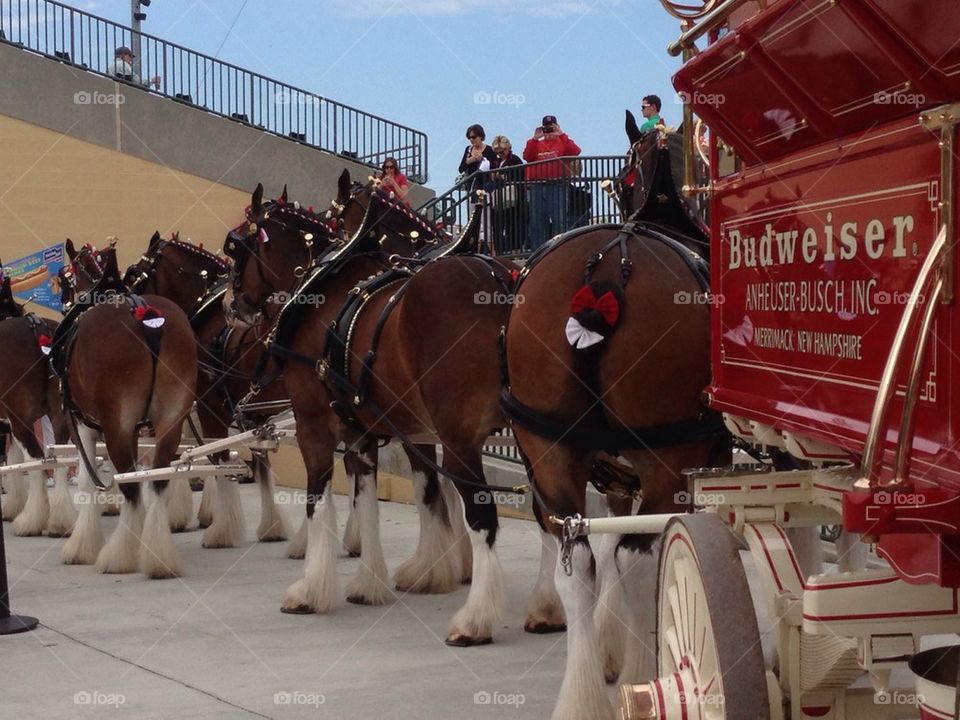 Budweiser Clydesdale's