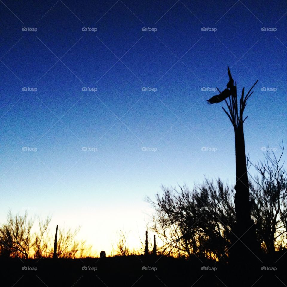 Arizona at dusk. Tucson at dusk