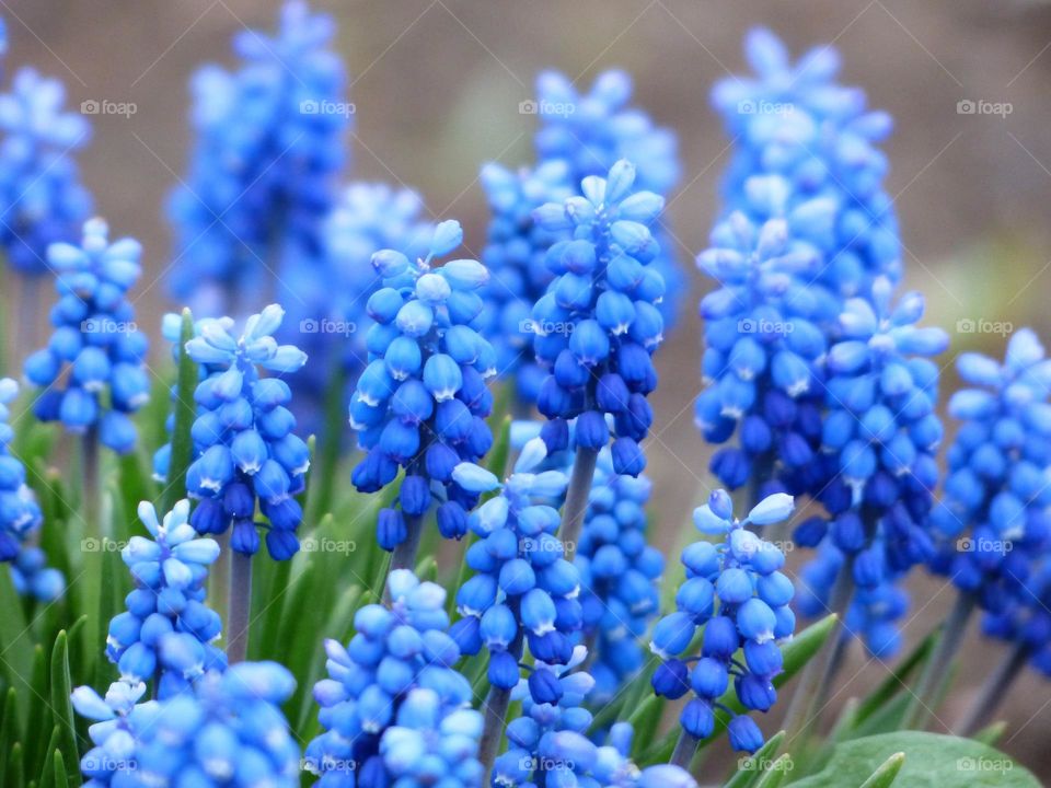 lite blue flowers