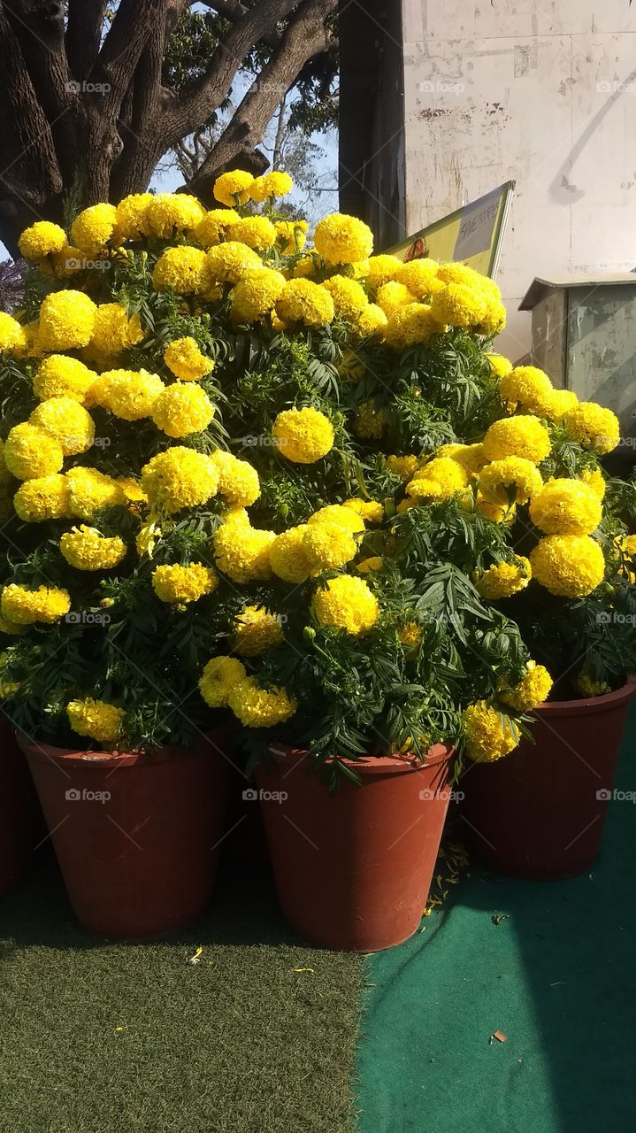 these flowers are organized by the chambal food fertilizer,