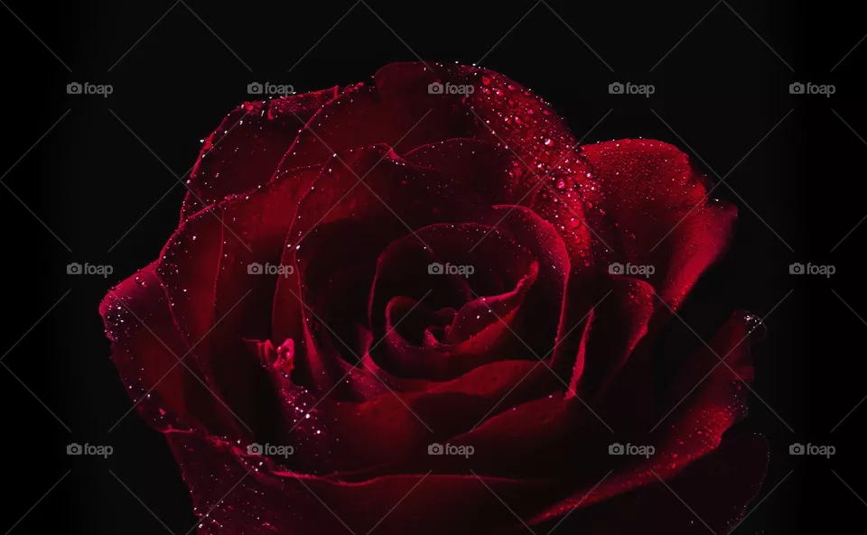 Red Rose