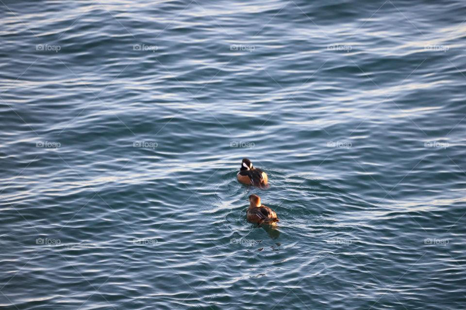 Ducks in the ocean 