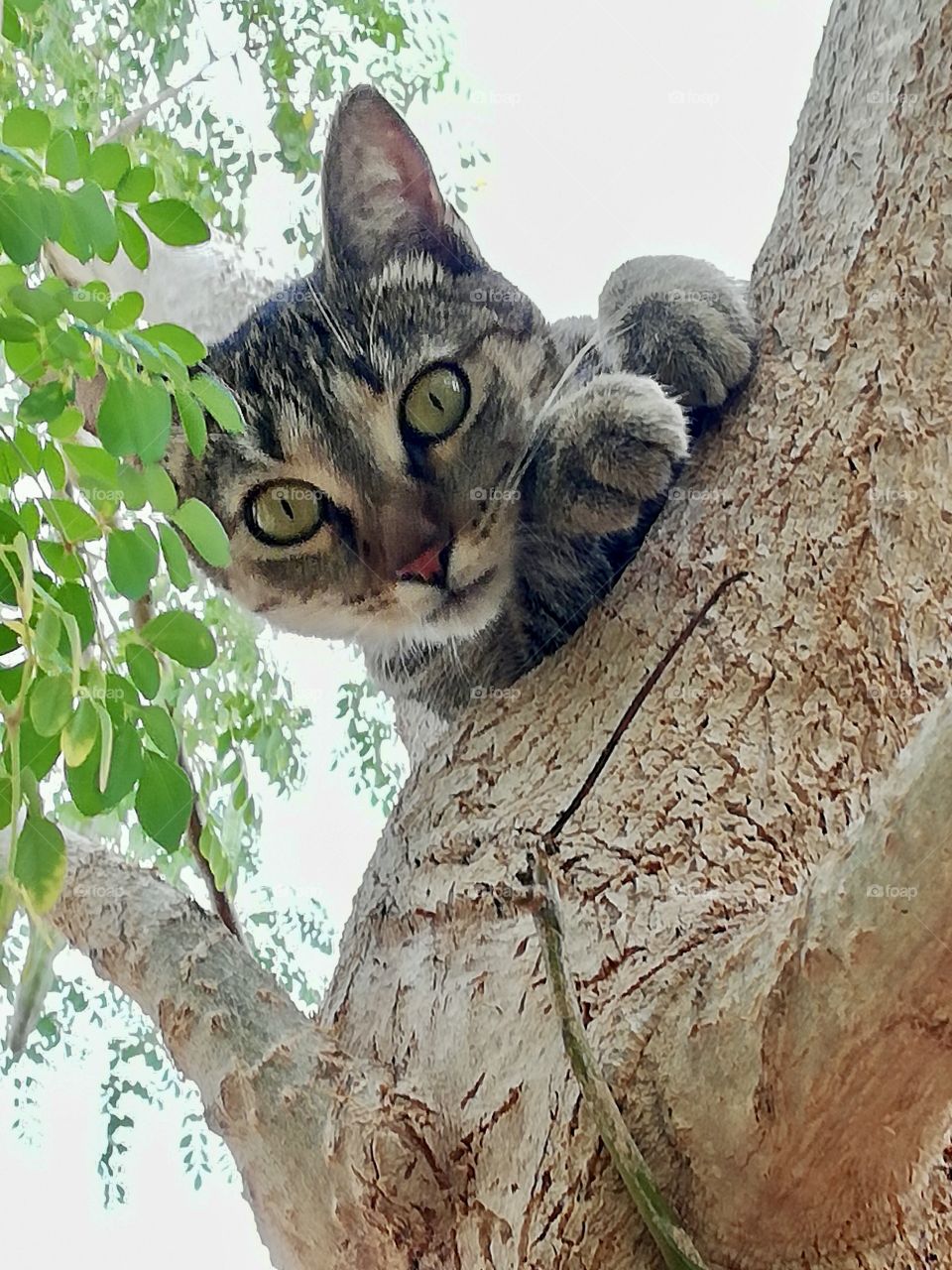 Cats on moringa tree looking at camera from top 